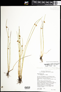 Schoenoplectus smithii var. setosus image