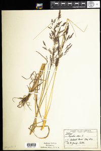 Agrostis gigantea image