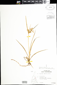 Cyperus dentatus image