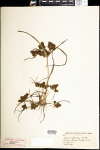 Cyperus erythrorhizos image