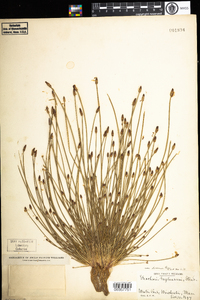 Eleocharis engelmannii image