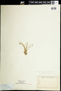 Eleocharis flavescens var. olivacea image