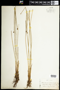 Eleocharis melanocarpa image