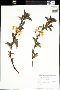 Prunus avium image