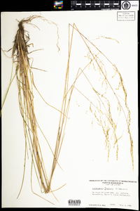 Deschampsia anadyrensis image