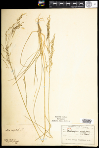 Deschampsia cespitosa image