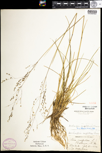 Deschampsia cespitosa image