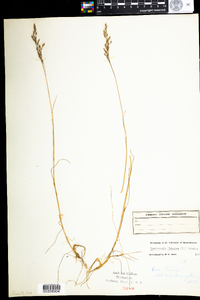 Deschampsia flexuosa image