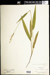 Dichanthelium xanthophysum image