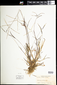 Digitaria ischaemum image