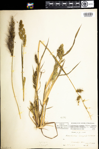 Echinochloa muricata image