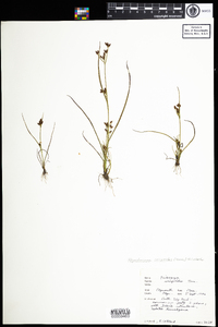 Rhynchospora scirpoides image