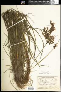 Scirpus atrocinctus image