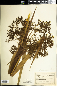 Scirpus expansus image