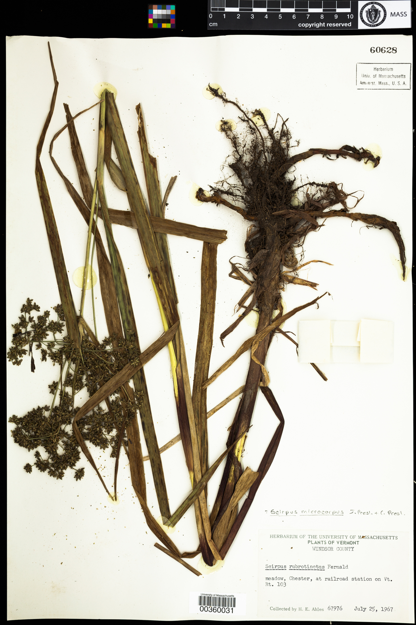 Scirpus microcarpus image