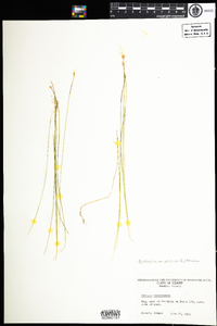 Trichophorum alpinum image