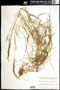 Agrostis stolonifera image