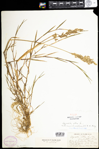 Agrostis stolonifera image