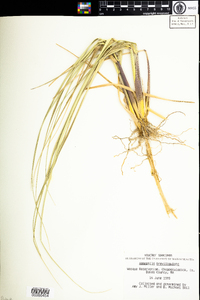 Ammophila breviligulata image