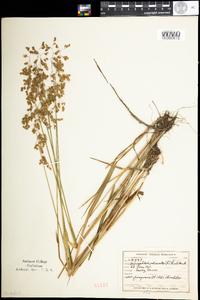 Hierochloe hirta ssp. hirta image