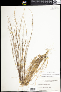 Aristida longespica var. geniculata image