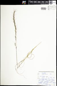 Aristida purpurascens image