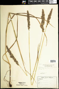 Calamagrostis coarctata image