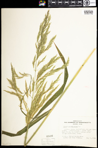 Cinna arundinacea image