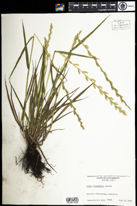 Lolium perenne ssp. multiflorum image