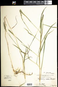 Muhlenbergia glomerata image