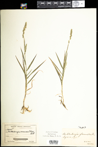 Muhlenbergia glomerata image