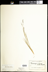 Muhlenbergia uniflora image