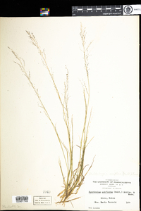 Muhlenbergia uniflora image