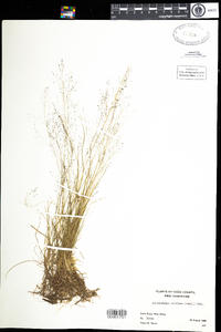 Muhlenbergia uniflora image