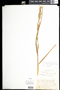 Panicum amarum var. amarulum image