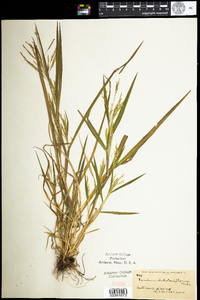 Panicum dichotomiflorum image