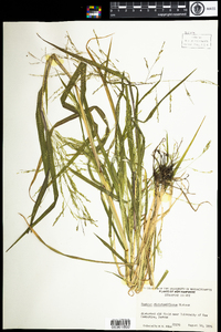 Panicum dichotomiflorum image