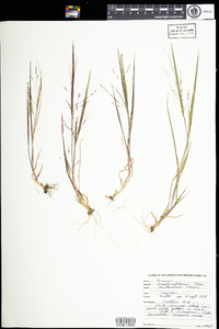 Panicum dichotomiflorum var. puritanorum image