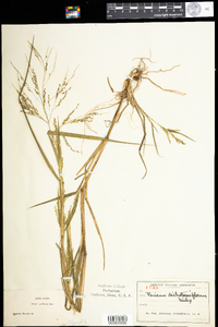 Panicum dichotomiflorum var. puritanorum image