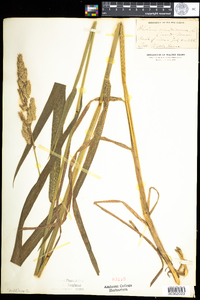 Phalaris arundinacea image