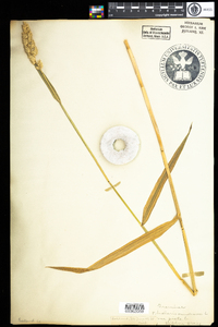 Phalaris arundinacea image