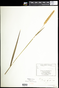 Phleum pratense image