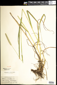 Phleum pratense image