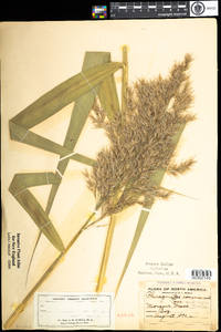 Phragmites australis image