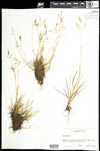 Poa annua image