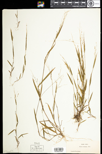 Panicum verrucosum image