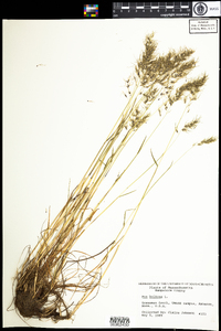 Poa bulbosa image