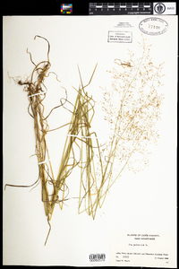 Poa palustris image