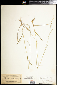 Poa saltuensis image