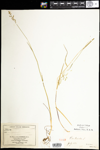 Poa trivialis image